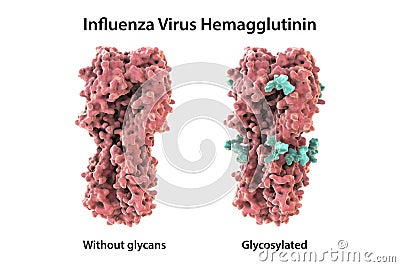 Molecular model of influenza virus hemagglutinin Cartoon Illustration