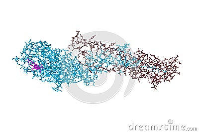 Molecular model of influenza virus hemagglutinin isolated on white background. Rendering with differently colored Cartoon Illustration