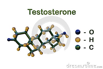 Molecular model of testosterone, steroid hormone from the androgen group. Testosterone is the primary male sex hormone Cartoon Illustration