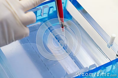 Molecular technique gel electrophoresis for DNA sample method decrypt the genetic code Stock Photo