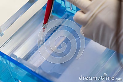 Molecular technique gel electrophoresis for DNA sample method decrypt the genetic code Stock Photo