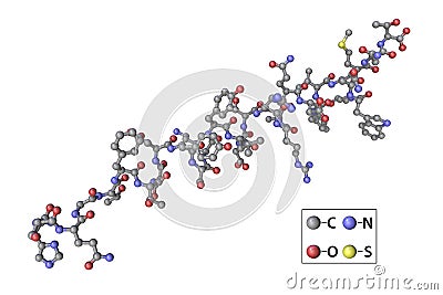 Molecule of the human hormone glucagon Cartoon Illustration