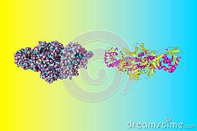 Molecule of shiga toxin, parallel view of ribbon and space-filling model. Shiga toxin produced by bacteria Shigella Cartoon Illustration