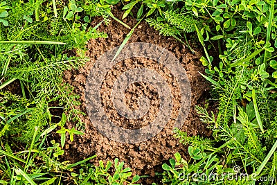 Molehill in the middle of the green grass Stock Photo
