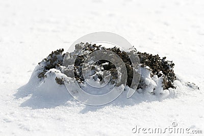 Molehill in winter Stock Photo