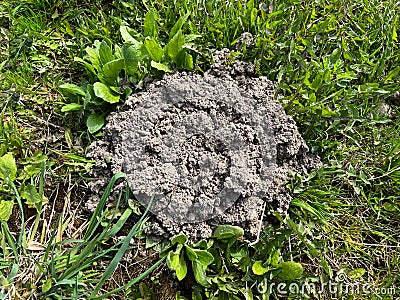 Molehills are relatively small domed mounds or mounds in the form of truncated cones formed as a result of the accumulation of bri Stock Photo