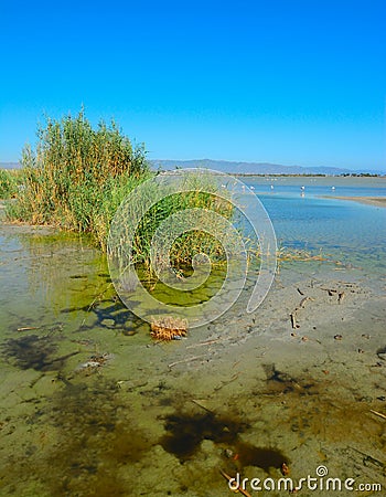 Molentargius pond on a clear day Stock Photo