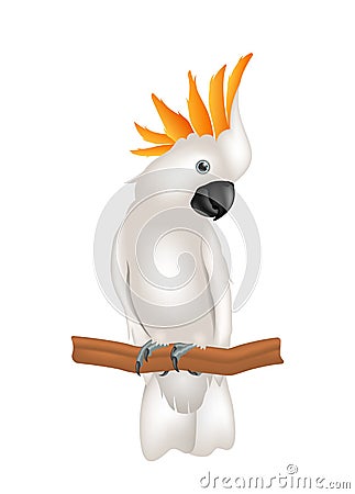 Mollucan Cockatoo Parrot On Branch, Exotic Bird with Crest Isolated Vector Illustration