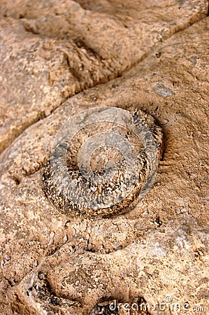 A mollusk fossil from the Devonian period Stock Photo