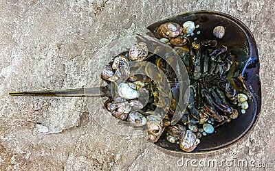 Mollusks attached to the shell of a horseshoe crab and washed up by a storm on the sandy shore of a beach near Brighton Beach Stock Photo