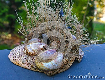 Mollusks Crepidula (Gastropoda) attached to the shell on the sandy shore of a beach near Brighton Beach Stock Photo