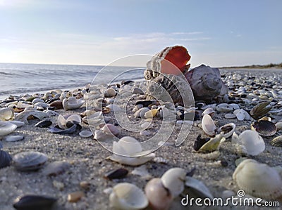 Mollusks by the sea Stock Photo