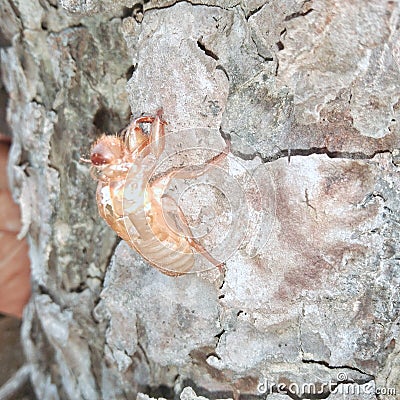 Molt the cicada insect Stock Photo