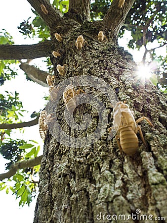 Molt of Cicada Stock Photo