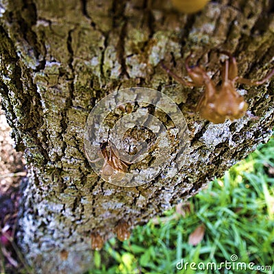 Molt of Cicada on tree bark Stock Photo