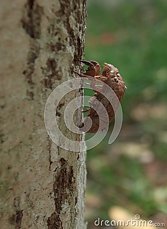 Molt of cicada on tree bark Stock Photo