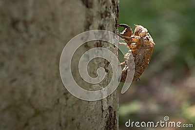 Molt of cicada on tree bark Stock Photo