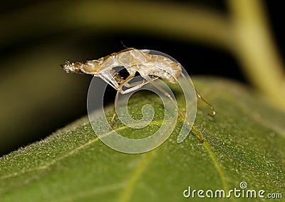 Molt of praying mantis Stock Photo