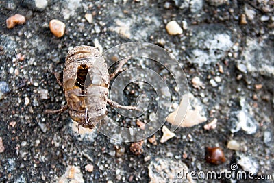 Molted Cicada Exoskeleton Stock Photo