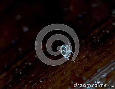 A molted cuticule of a springtail Stock Photo