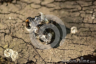 Molten piece of plastic on stump is macro Stock Photo