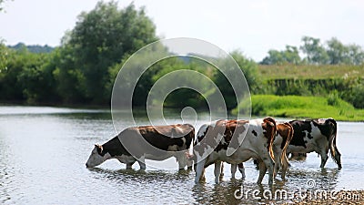 Molti animali bianchi e marroni pascolano vicino al fiume, le mucche bevono acqua, giorno di sole Molti animali bianchi e marroni pascolano vicino al fiume, le mucche bevono acqua, giorno di sole