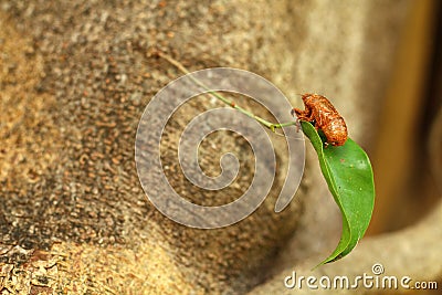 Molting cicada perched on a banyan tree. Stock Photo