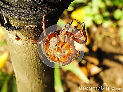 Molting cicada on a tree. wild life insect on the forest Stock Photo