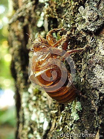 Molting cicada on a tree. wild life insect on the forest Stock Photo