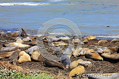 Molting Female and Juvenile Elephant Seals on the Pacific Coast, Ano Nuevo State Park, California, United States Stock Photo