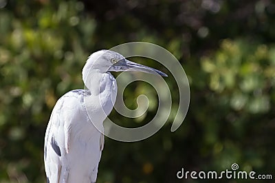 Molting Immature Little Blue Heron, J.N. ''Ding'' Darling Nation Stock Photo