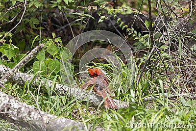 Molting Male Cardinal Grooming Stock Photo