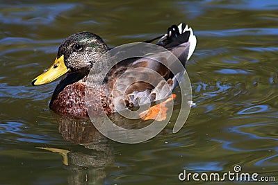 Molting Male Mallard II Stock Photo