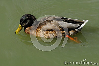 Molting Mallard Duck Drake Stock Photo