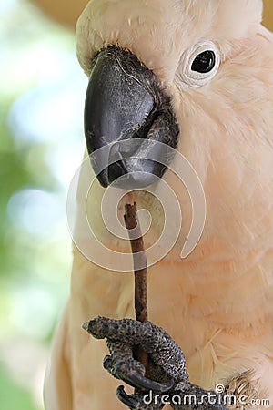 Moluccan Cockatoo Stock Photo