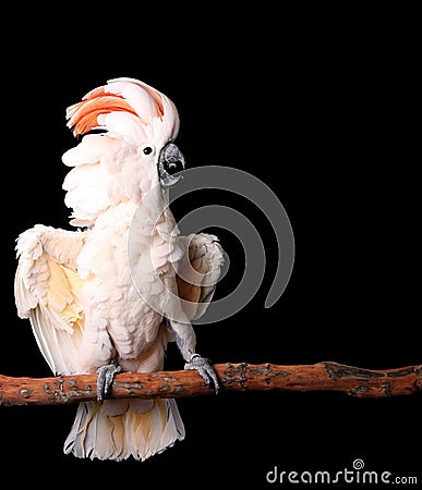 Moluccan Cockatoo With His Stock Photo