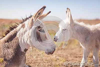 Mom and baby donkey Stock Photo