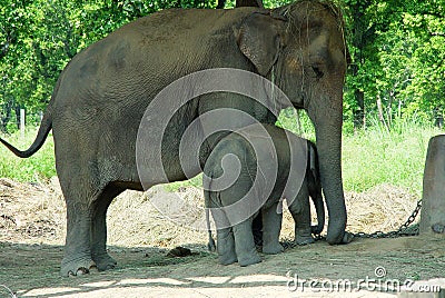 Mom and Baby Elephants Stock Photo