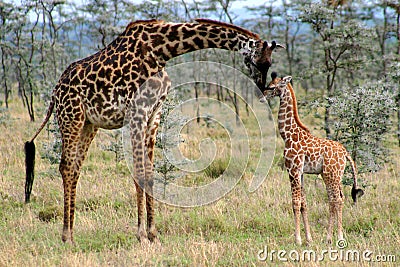 Mom and Baby Giraffe Stock Photo