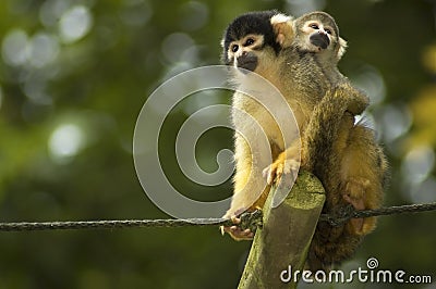Mom And Baby Squirrel Monkeys Stock Photo