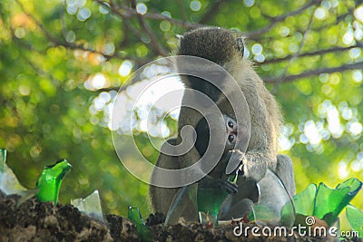 Mom With Baby The vervet monkey Chlorocebus pygerythrus is an Old World monkey of the family Cercopithecidae native to Africa. M Stock Photo