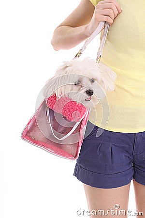 Mom carrying pooch in purse Stock Photo