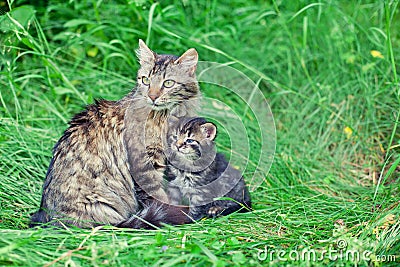 Mom cat with little kitten Stock Photo