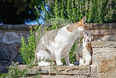 Mom cat washes and licks her little kitten tongue Stock Photo