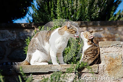 Mom cat washes and licks her little kitten tongue Stock Photo