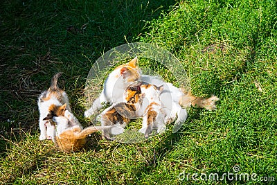 Mom ginger cat breastfeeds ginger kittens on green grass, close-up, copy space, template Stock Photo