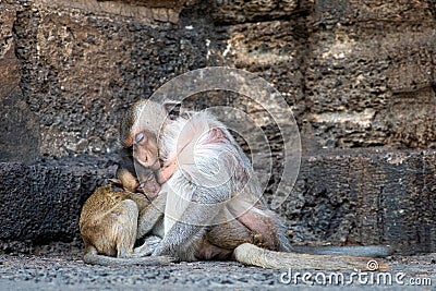 Mom with young monkey sleeping in buddhist temple Stock Photo