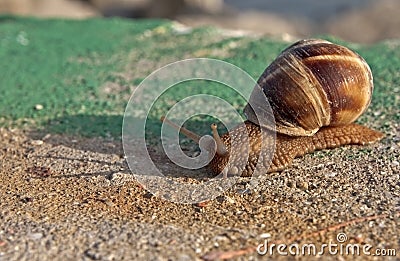 Momentum of a snail Stock Photo