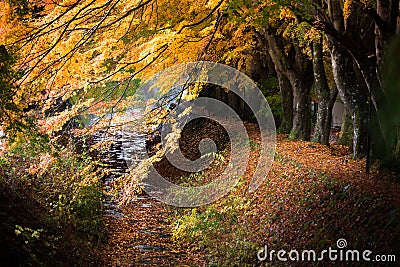 Momiji tunnel japanese maple red yellow leaves in autumn Stock Photo