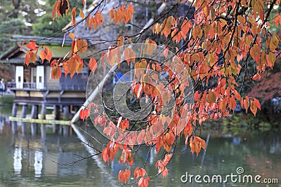 Momijis in Kenrokuen garden in Kanazawa Japan Stock Photo